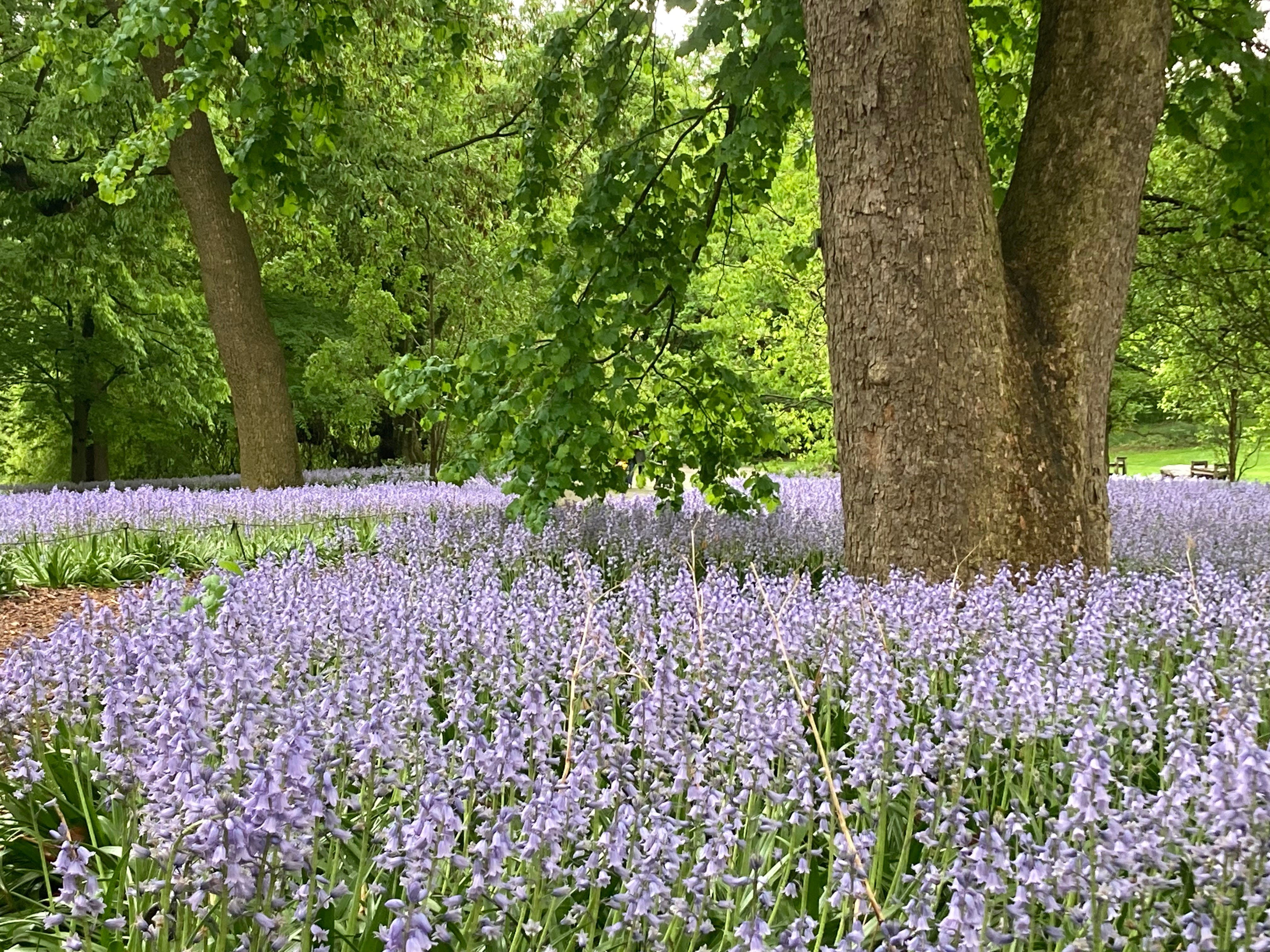 a field of bluebells interspersed with oak trees