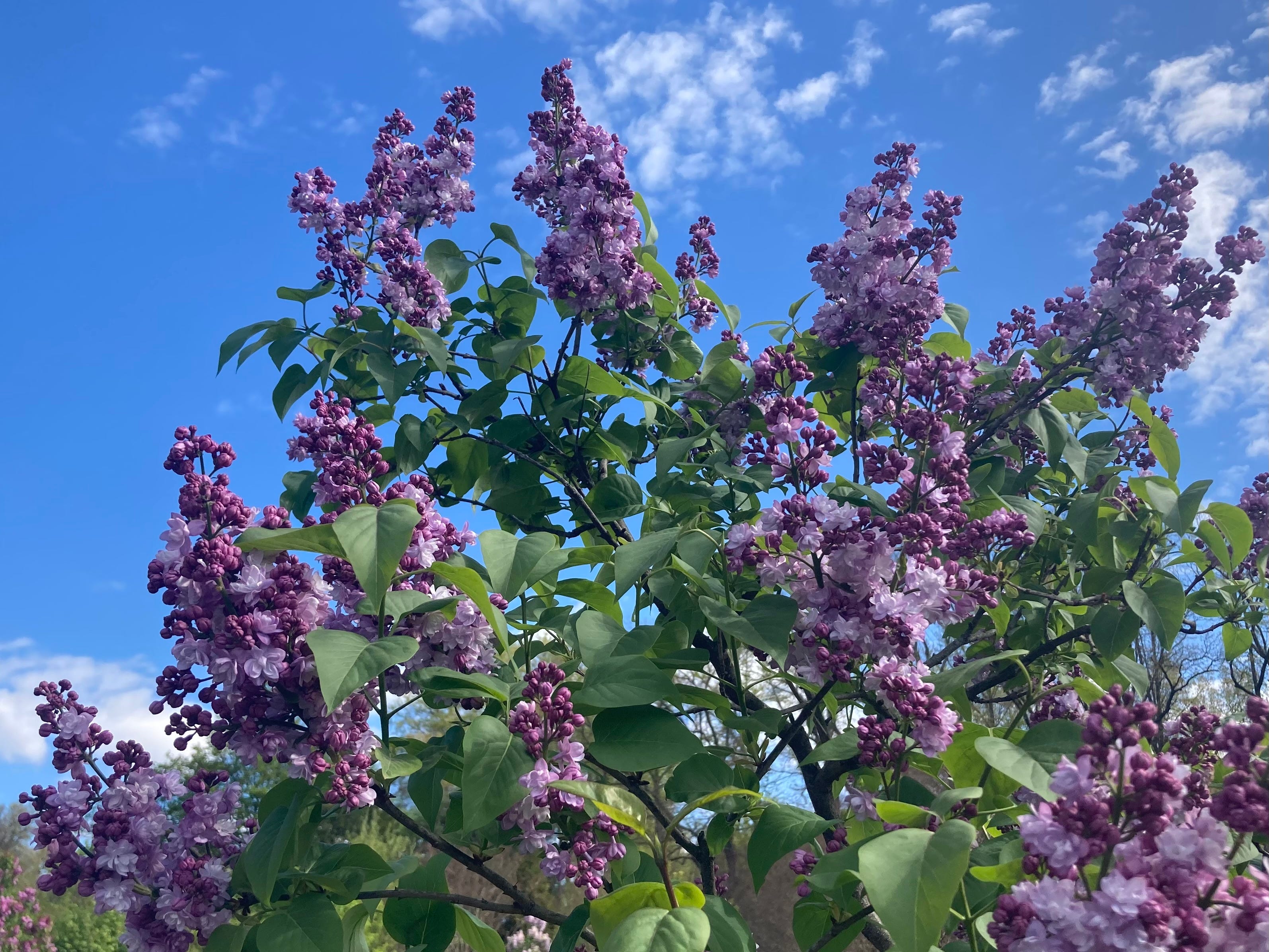 the top of a lilac bush against a blue sky