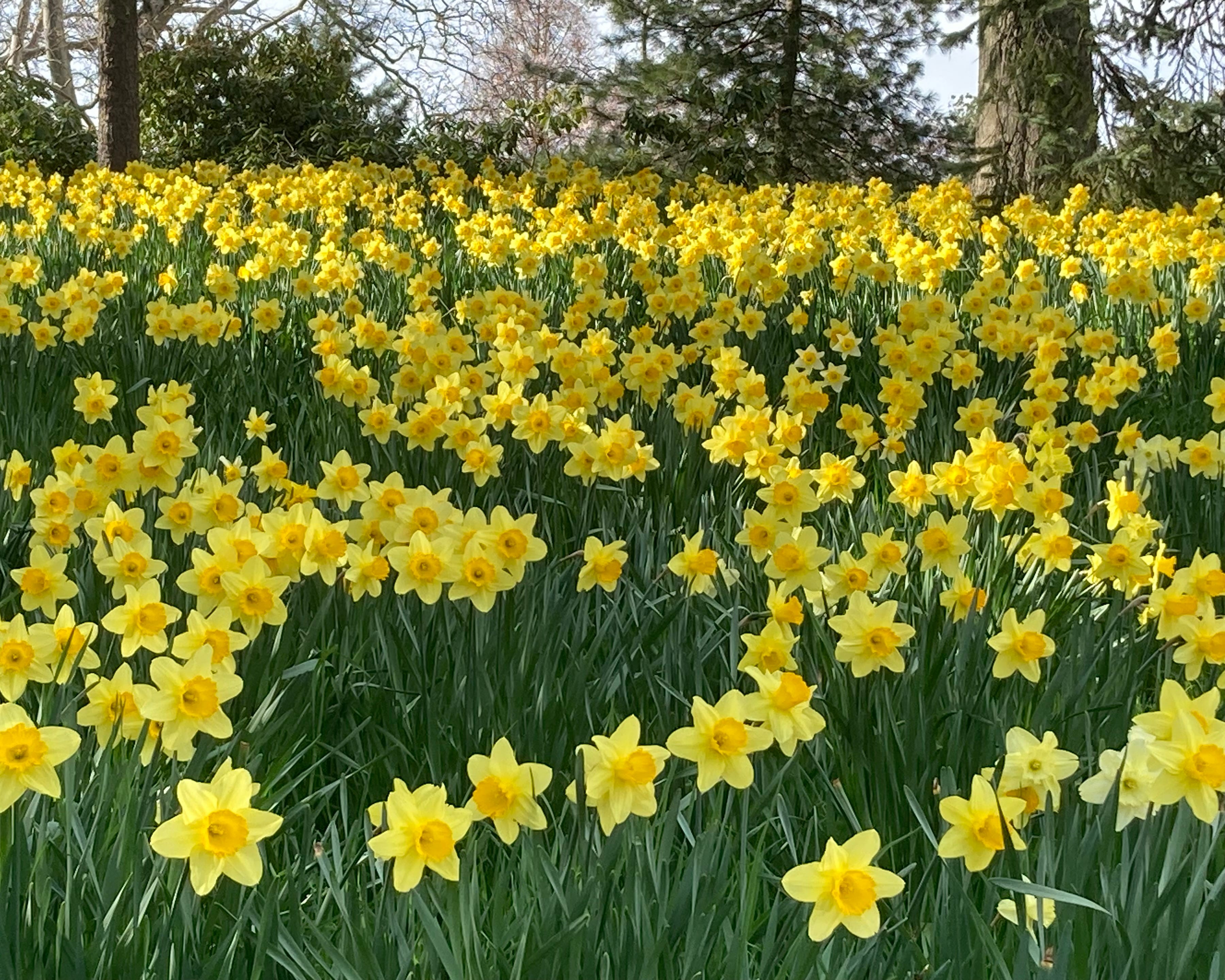 a hill covered with daffodils