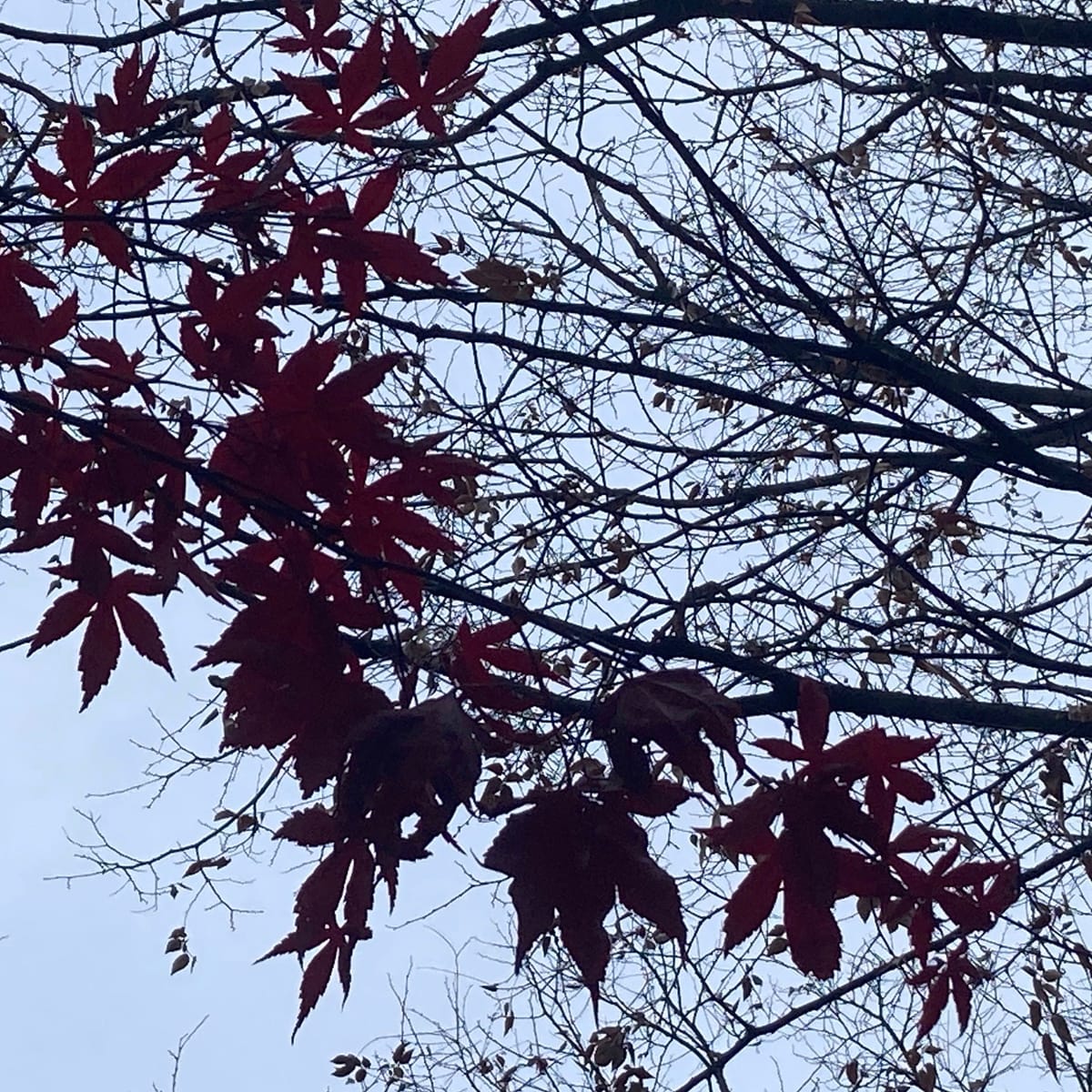 the trees in December