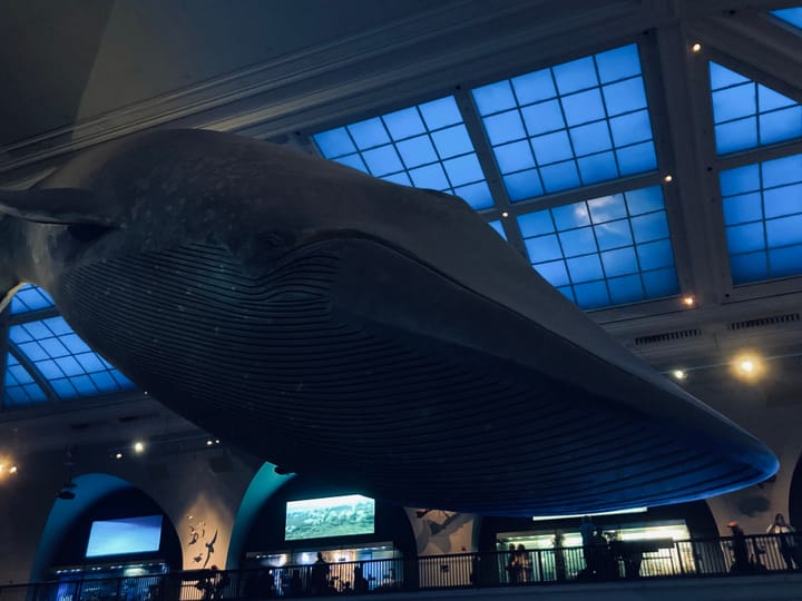 the blue whale