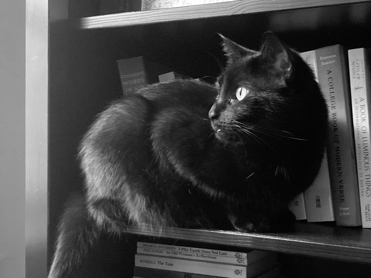 a black cat sitting on a shelf of poetry books